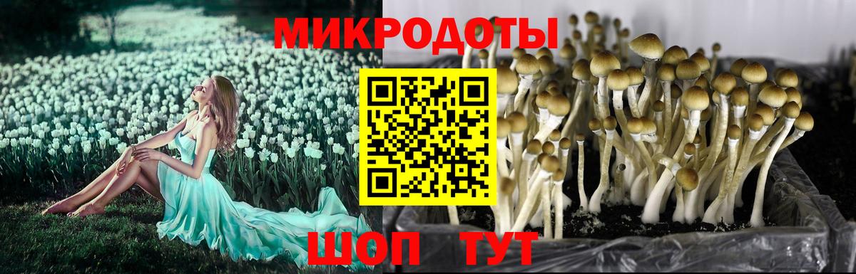 Конаково  Псилоцибиновые грибы Cubensis  Вход с VPN 